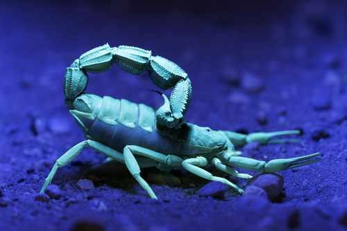 Все скорпионы флуоресцируют под ультрафиолетовым светом, таким как электрический черный свет или естественный лунный свет